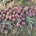 自己家种的洋葱大概有个40吨左右现货有需要的老板联系。