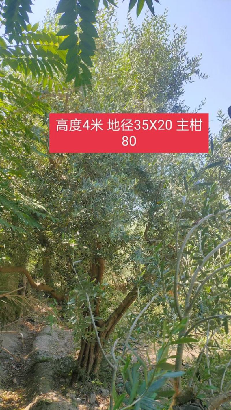 油橄榄树绿化批发