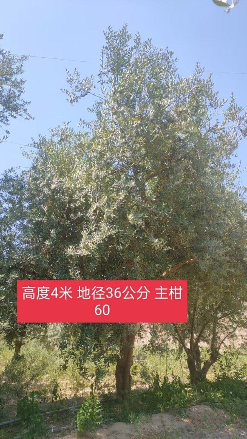油橄榄树绿化批发