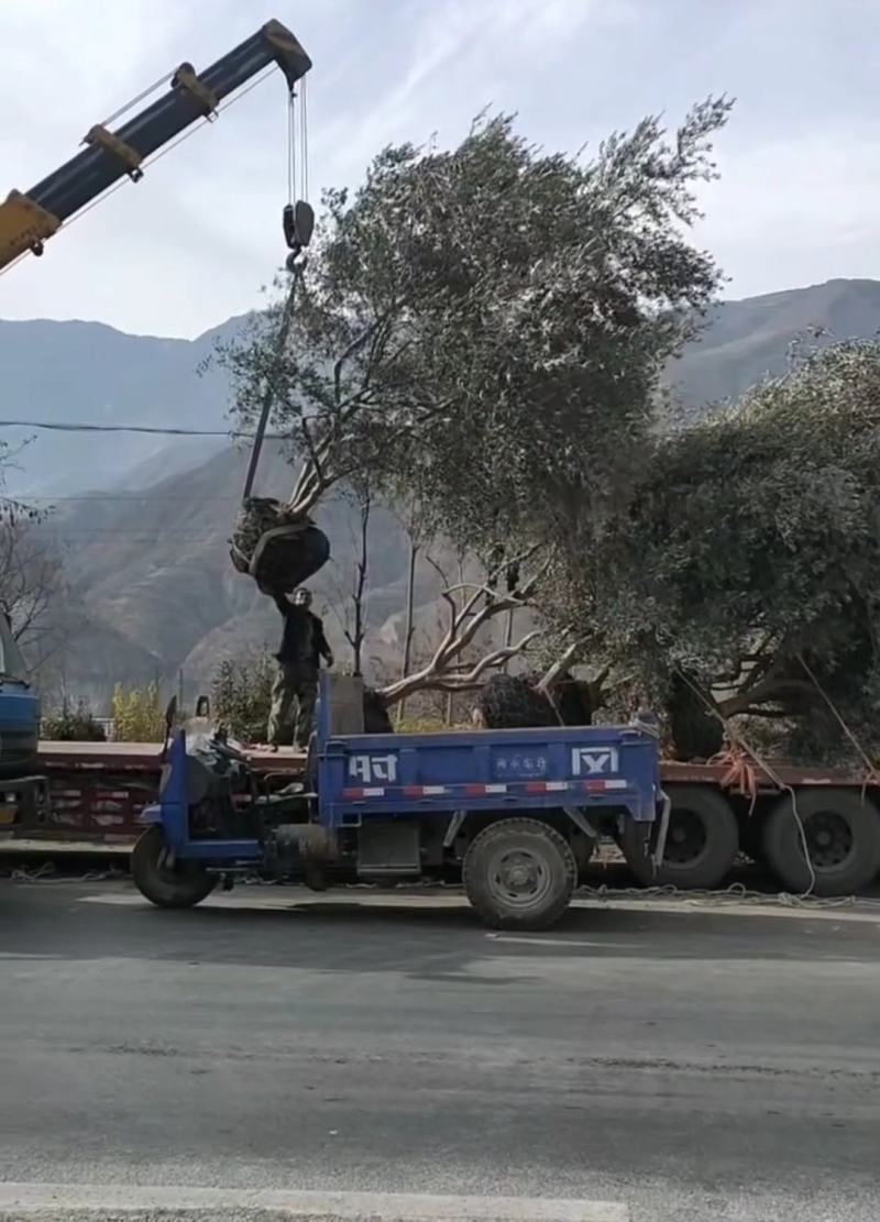 油橄榄树绿化批发