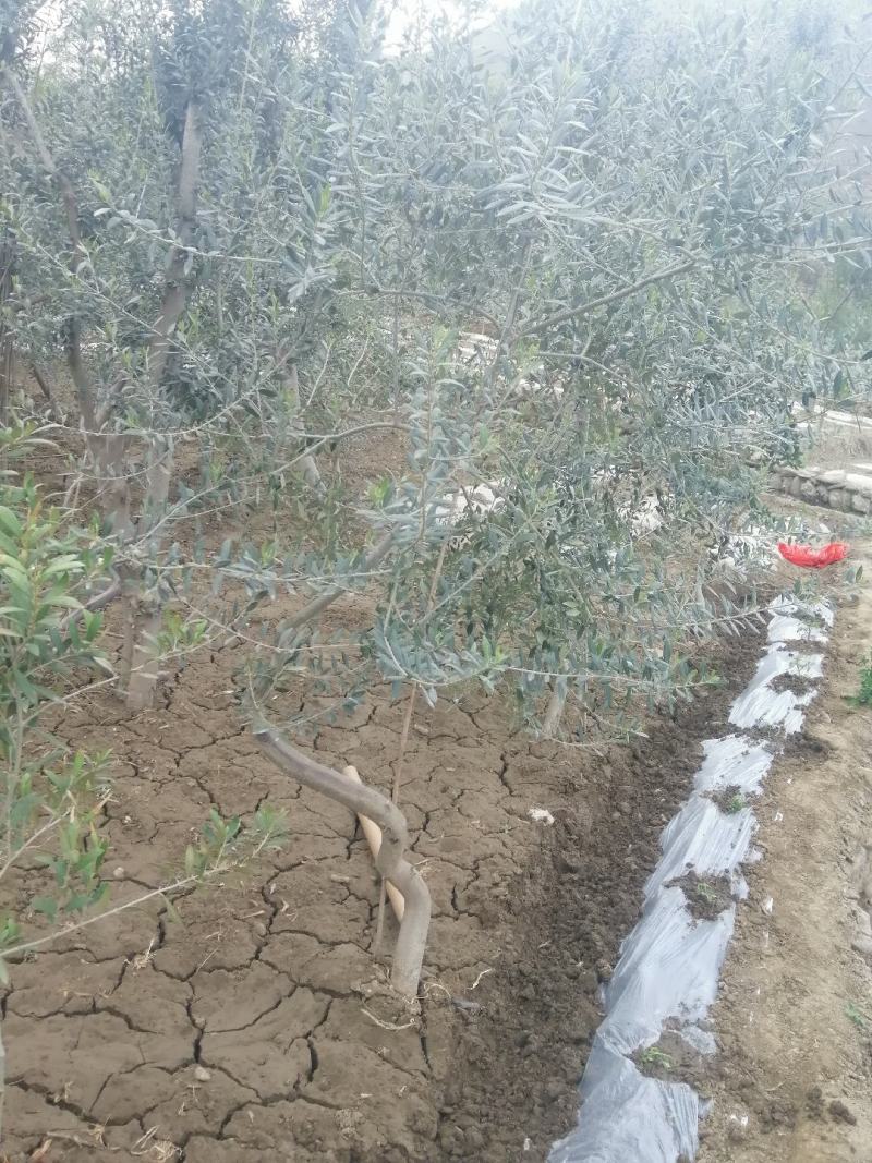 油橄榄树绿化批发