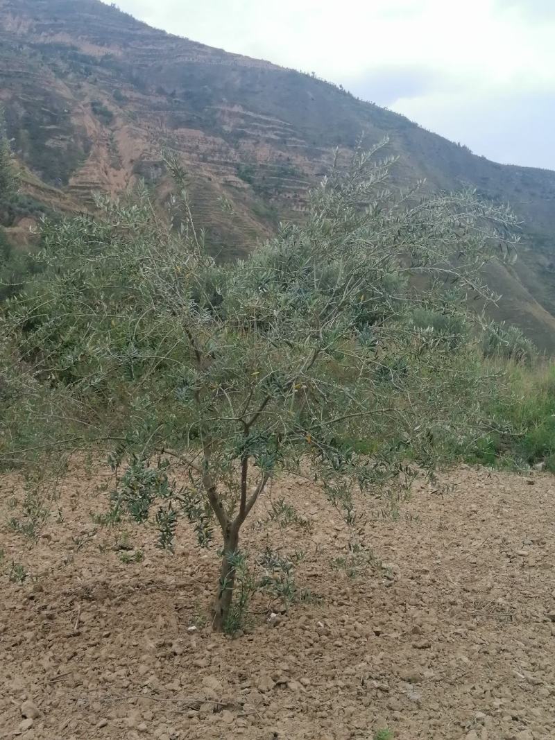 油橄榄树绿化批发
