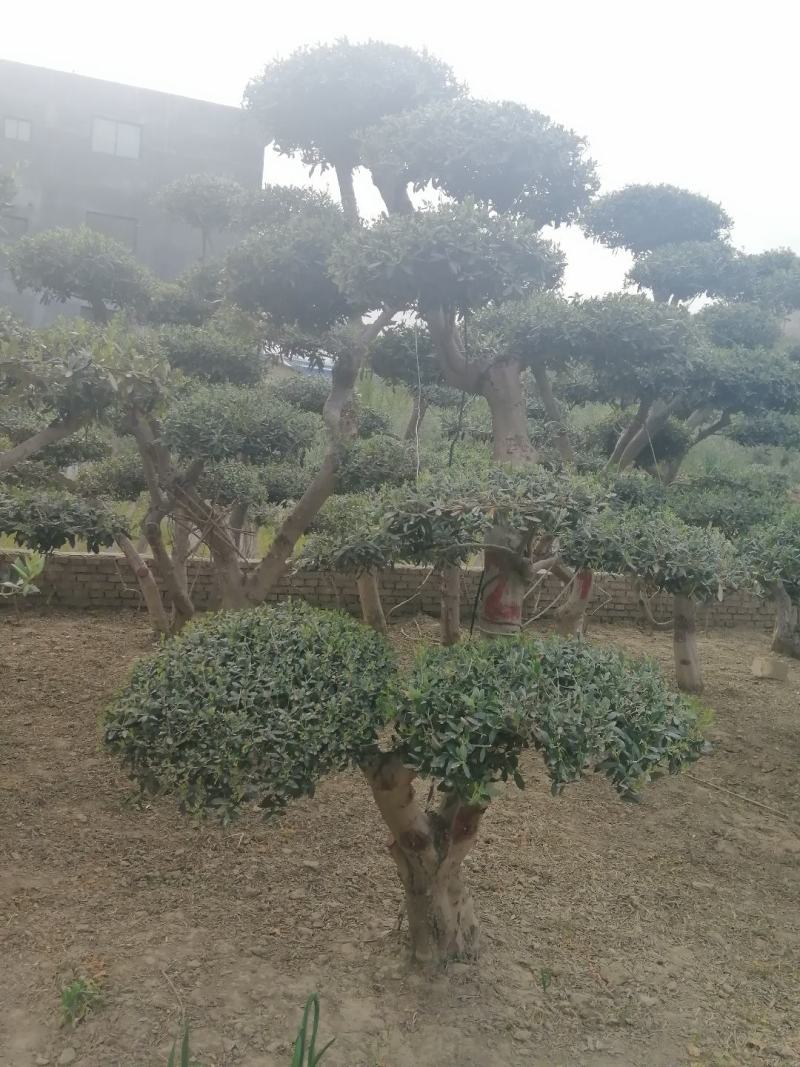 油橄榄树绿化批发