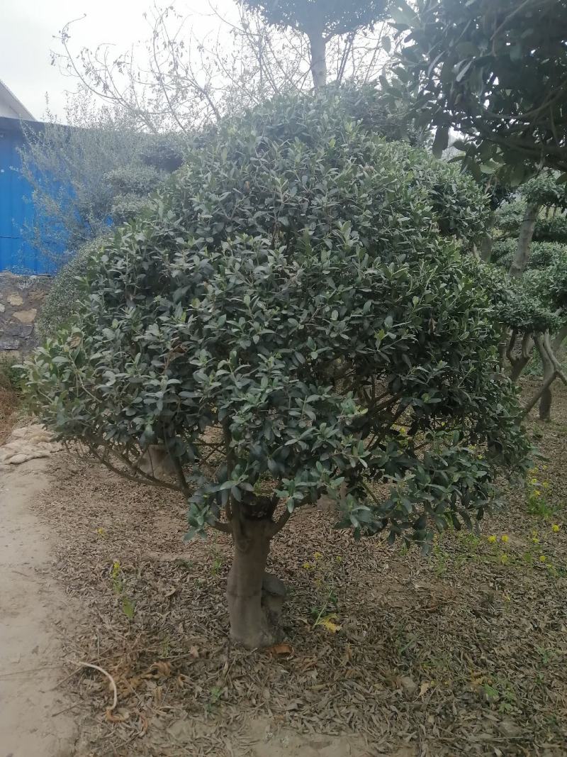 油橄榄树绿化批发