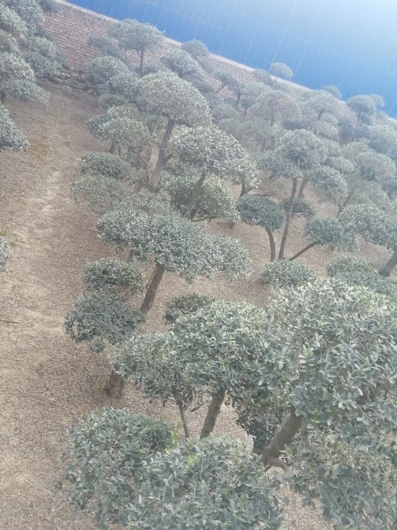油橄榄树绿化批发