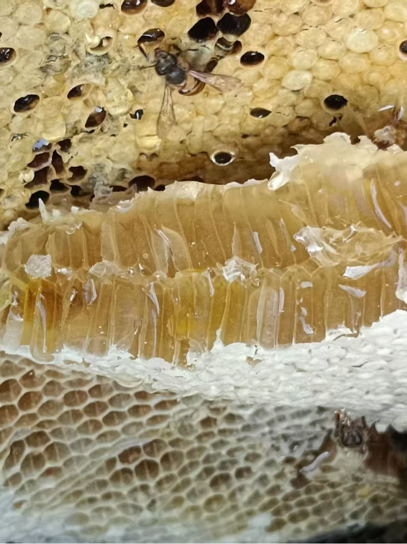 江西百花蜜