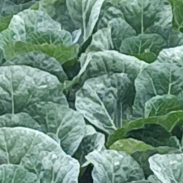 小铁头