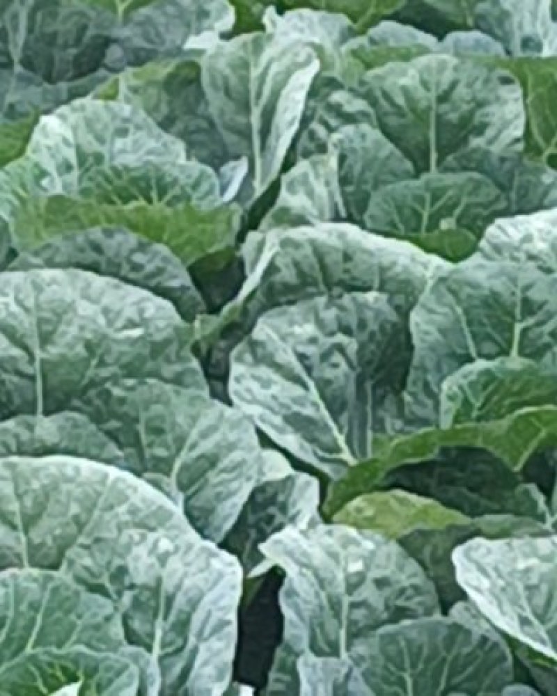 小铁头