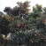 深圳南山荔枝，糯米糍15元/斤，量大优惠