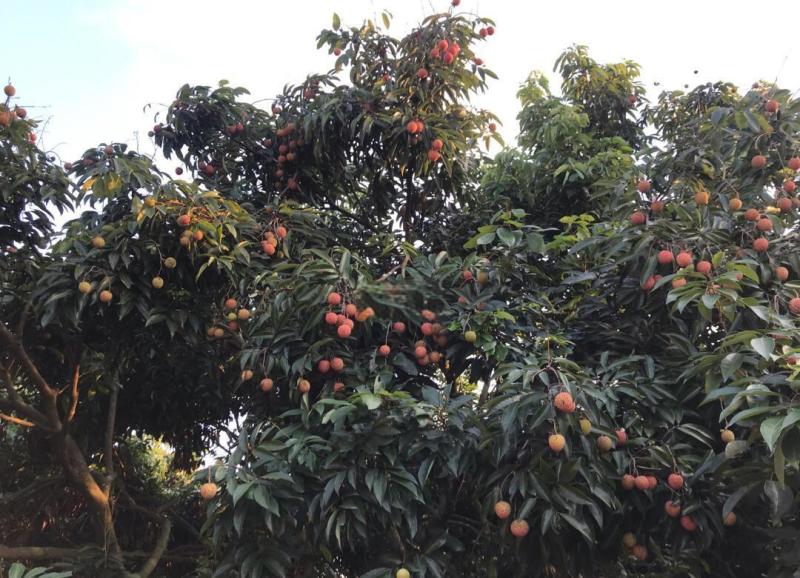 深圳南山荔枝，糯米糍15元/斤，量大优惠
