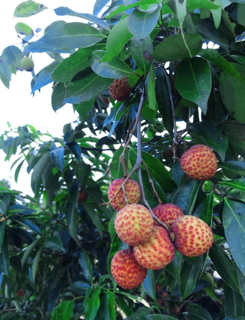深圳南山荔枝，糯米糍15元/斤，量大优惠