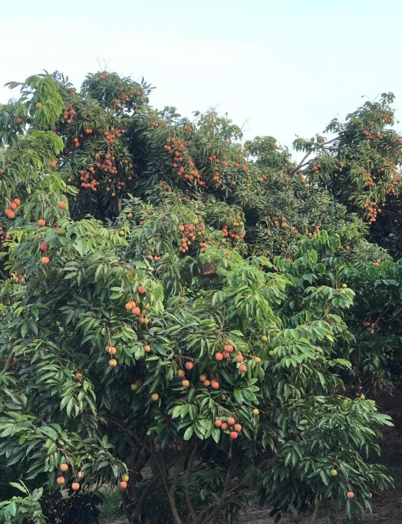深圳南山荔枝，糯米糍15元/斤，量大优惠