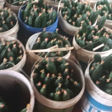 云南本地带刺黄瓜
