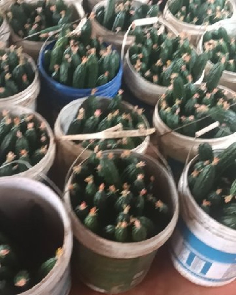 云南本地带刺黄瓜
