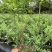 纯一代培育蓝莓树苗，各种大小、品种都有（50万棵）。