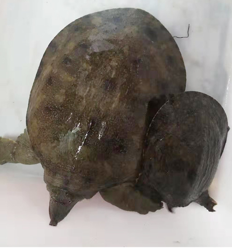 甲鱼