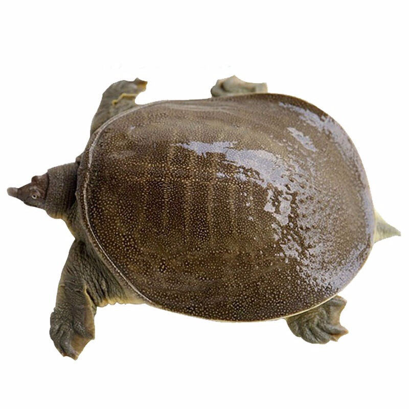 甲鱼