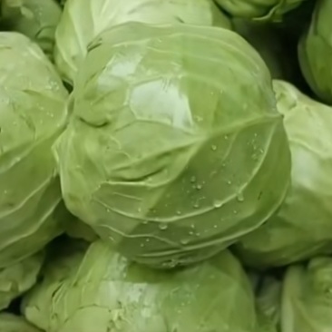 圆包菜，莲花白，