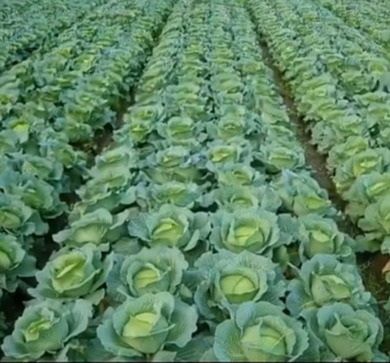 圆包菜，莲花白，