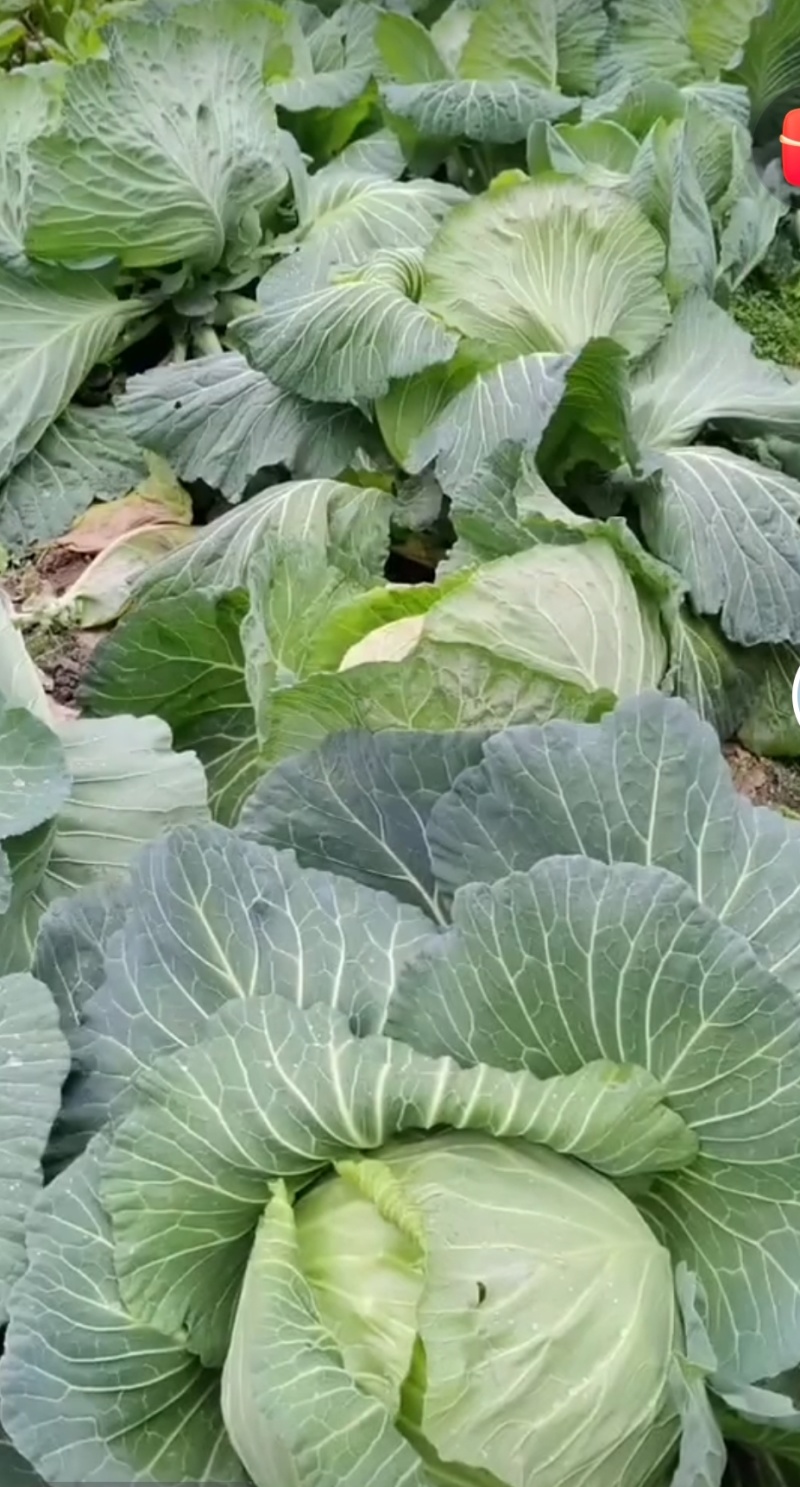 圆包菜，莲花白，