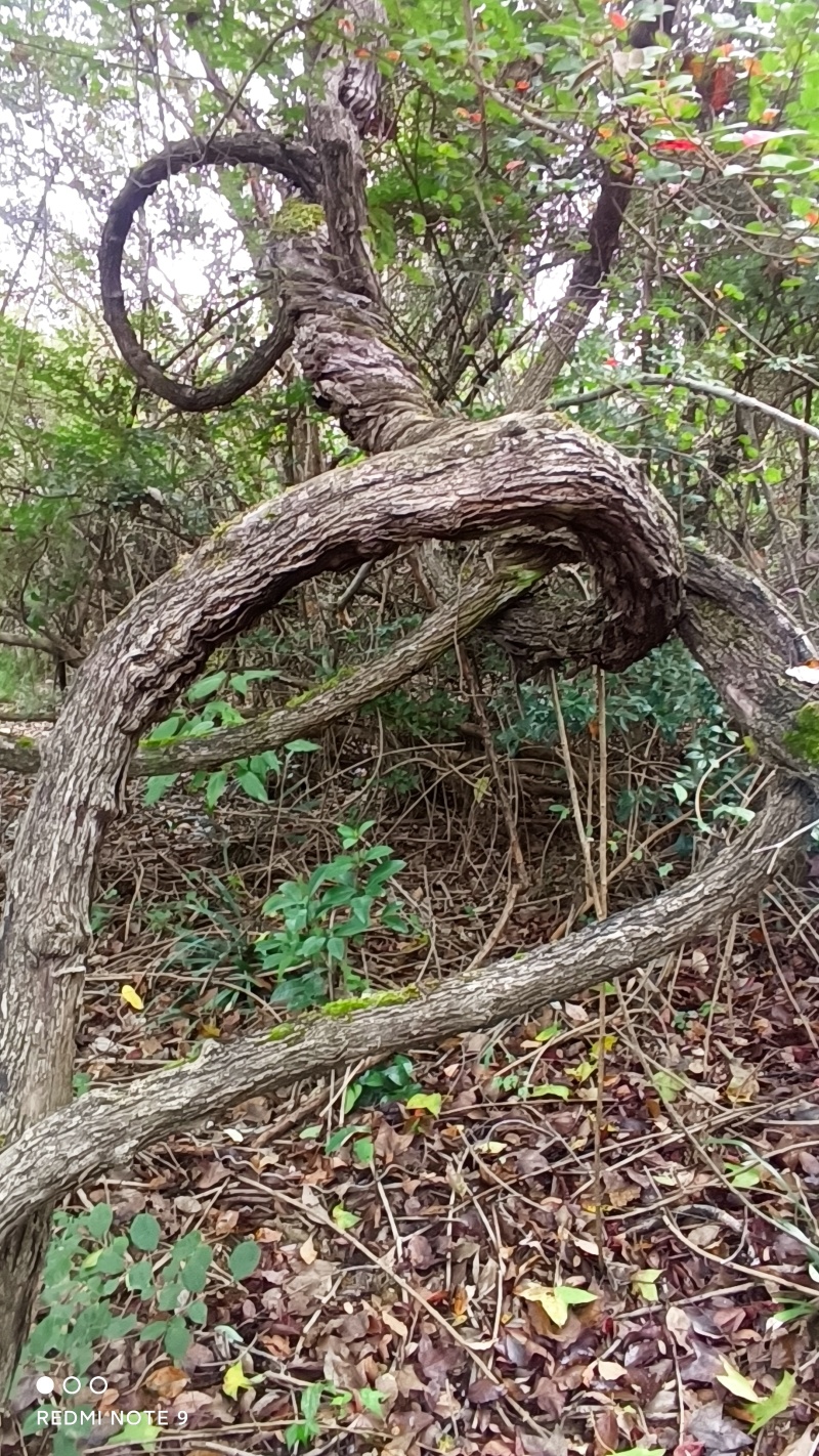 铁包金，全根茎，枝杆另订