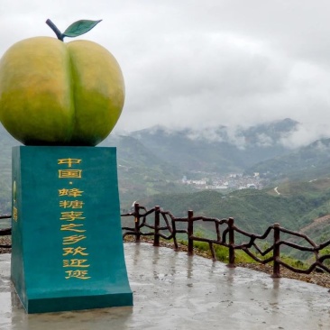 六马峰糖李