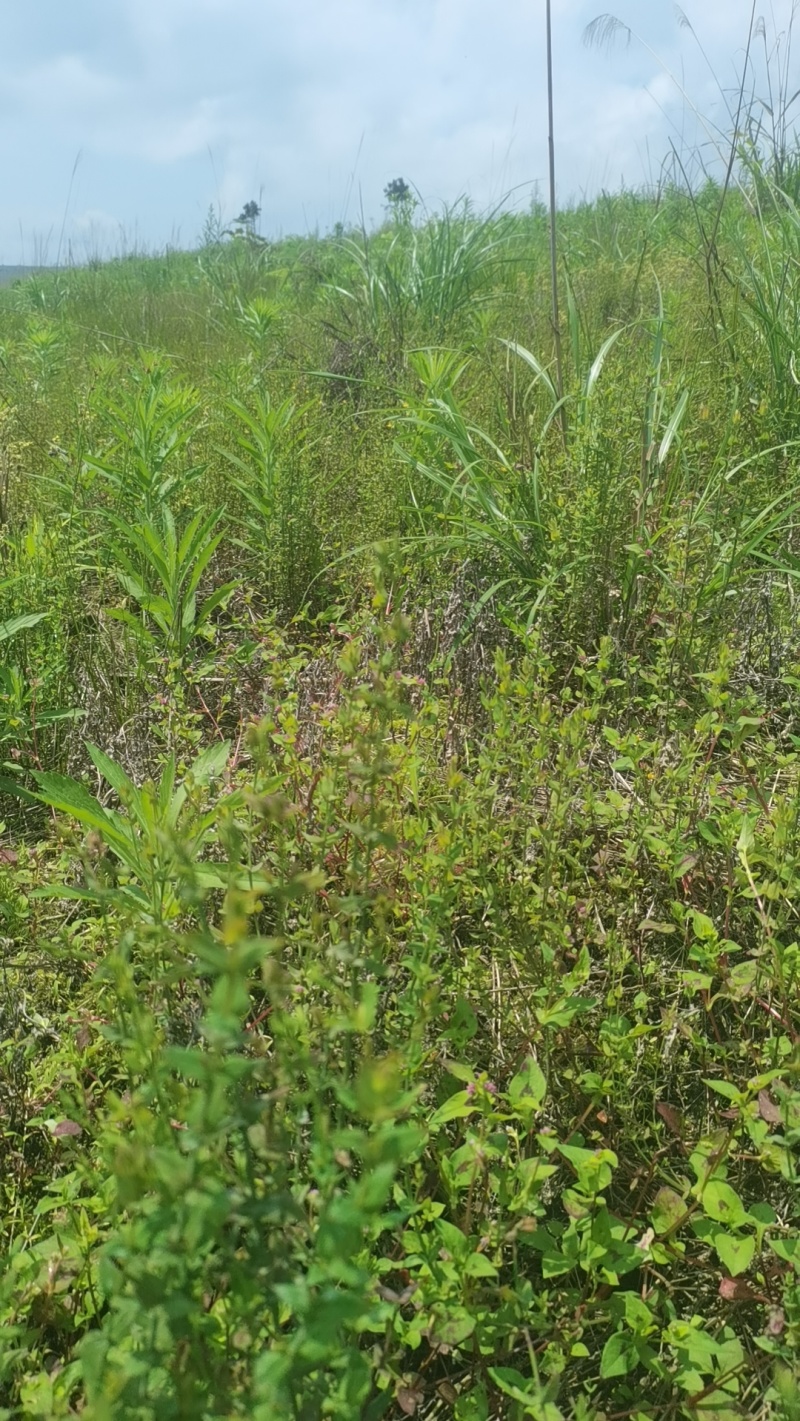 贵州中药材（田基黄）500亩