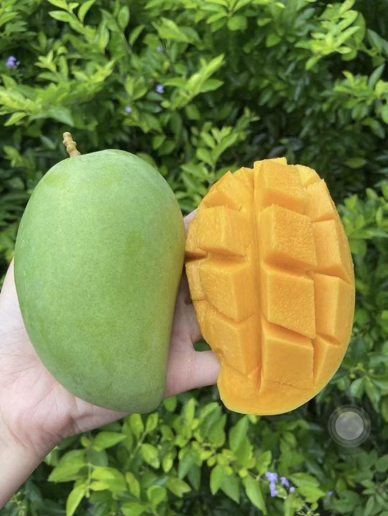 台农，什么品种都有