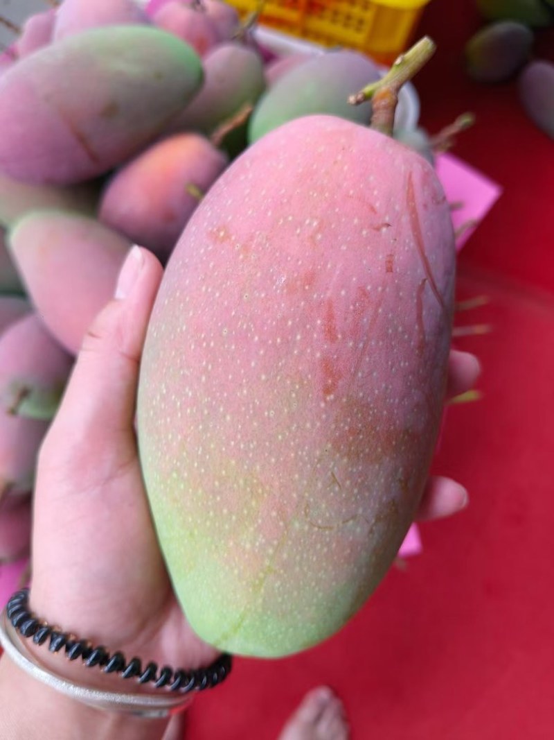 台农，什么品种都有