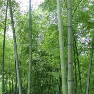 大斑竹