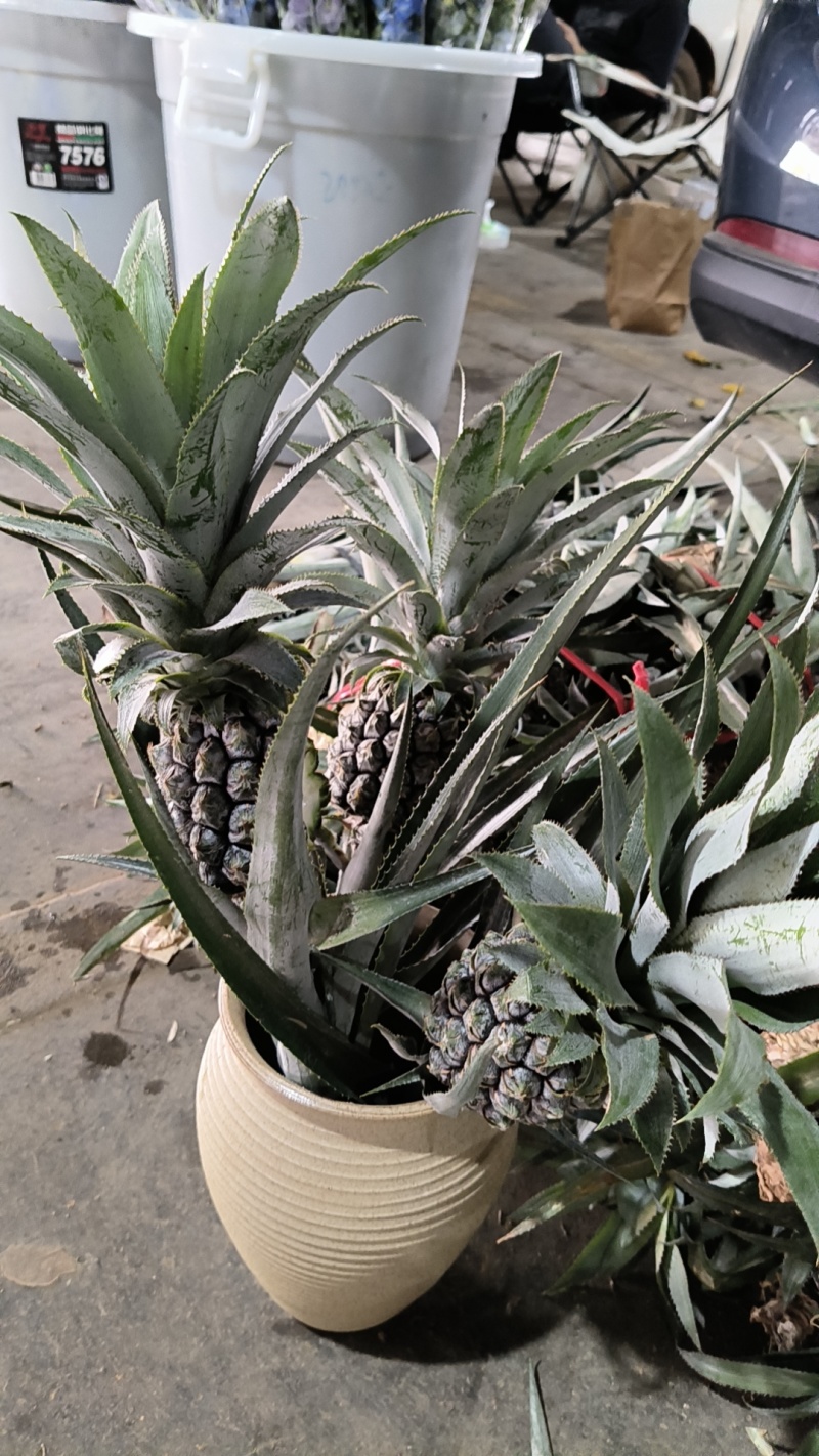 迷你小菠萝