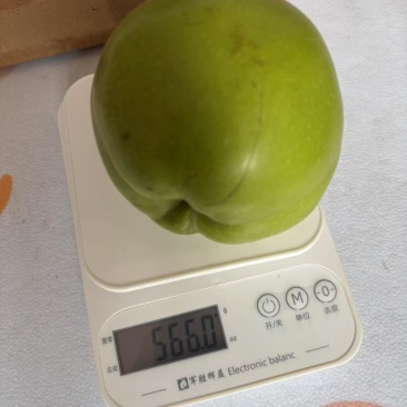 酥脆一号个头大，水分足，甜度够，要多大的有多大的，欢迎订购