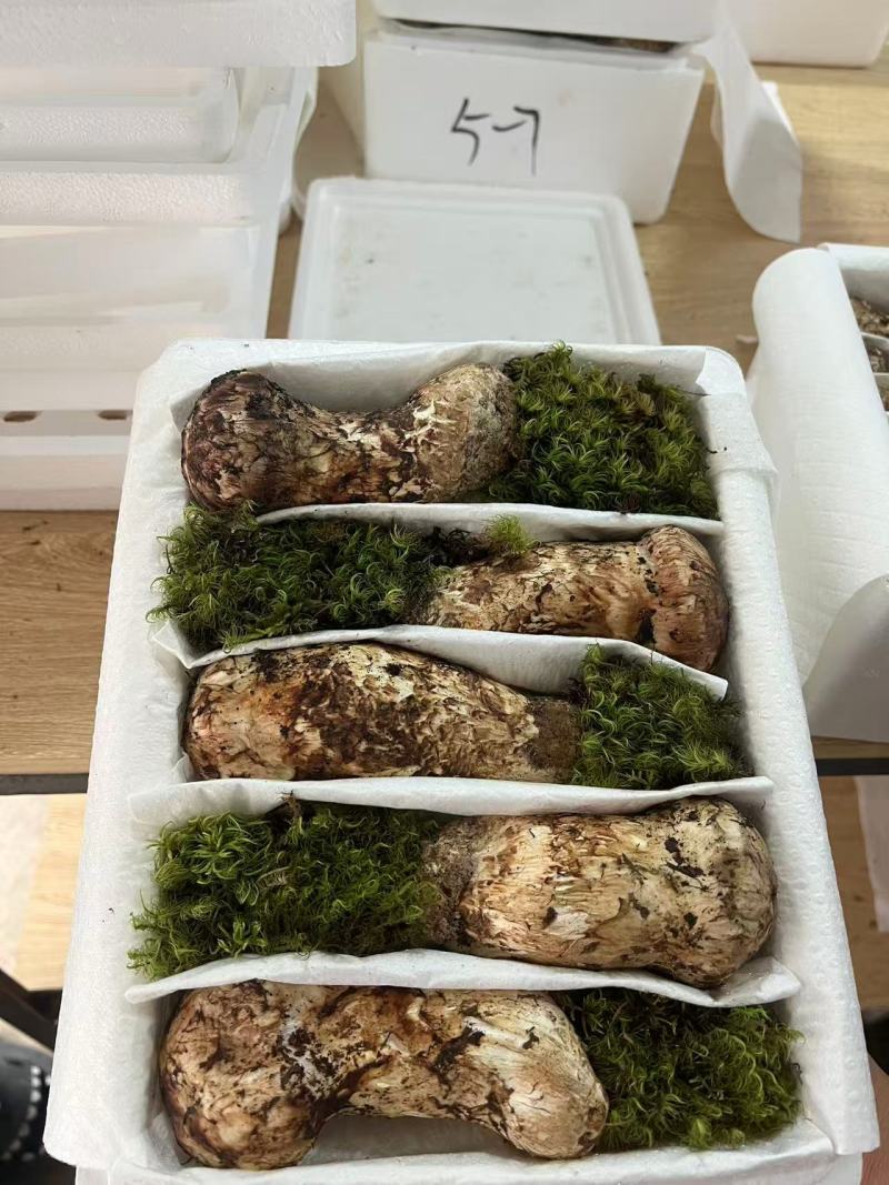 云南香格里拉野生松茸
