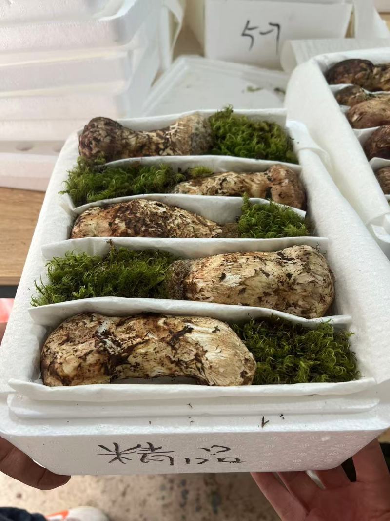 云南香格里拉野生松茸