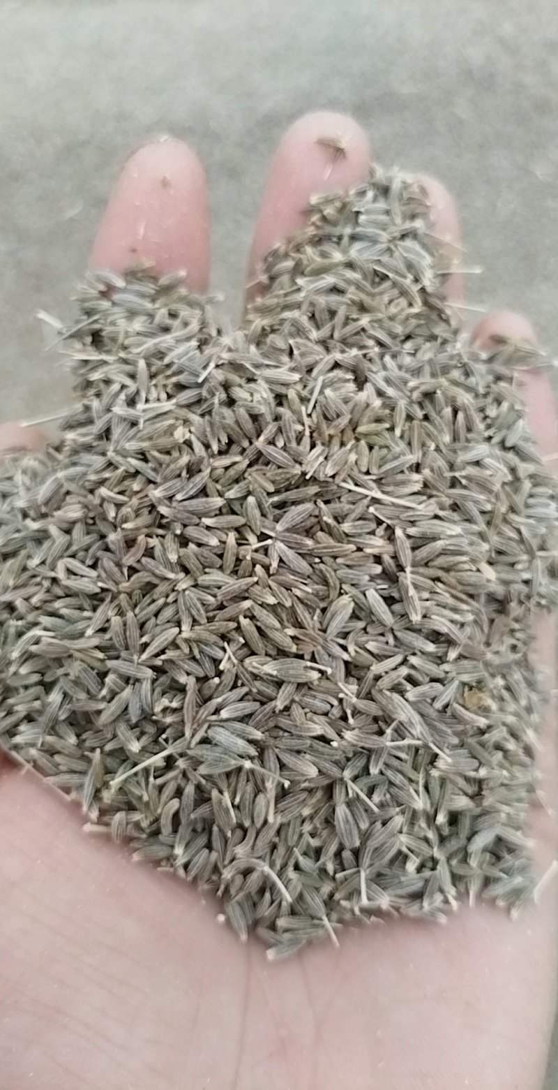 新疆阿克苏孜然