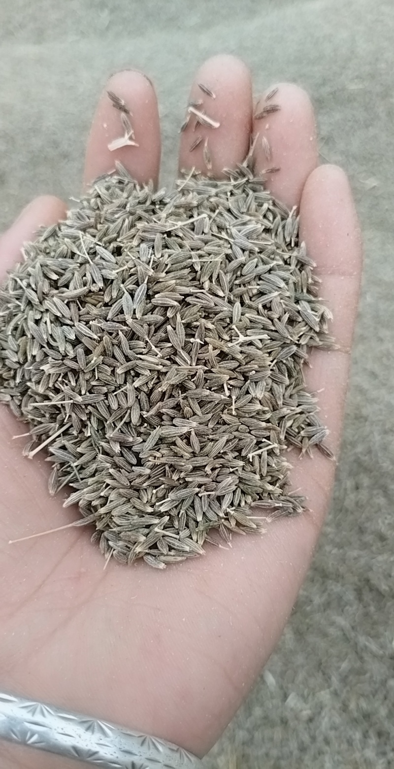 新疆阿克苏孜然