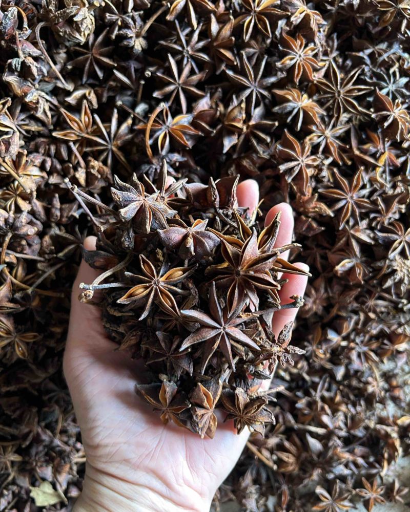 春花八角水烫无硫广西八角一手货源