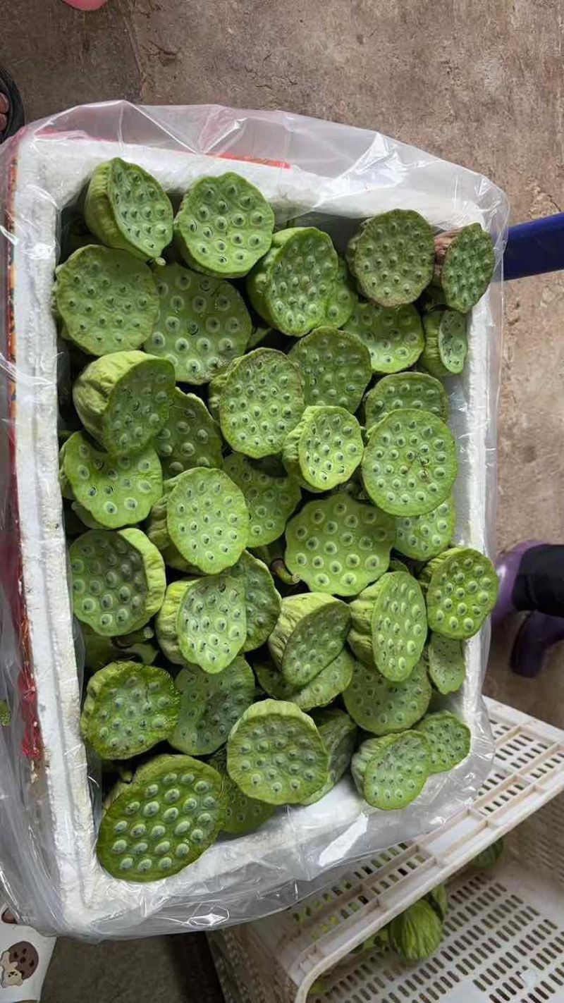 水果莲蓬4/7成熟