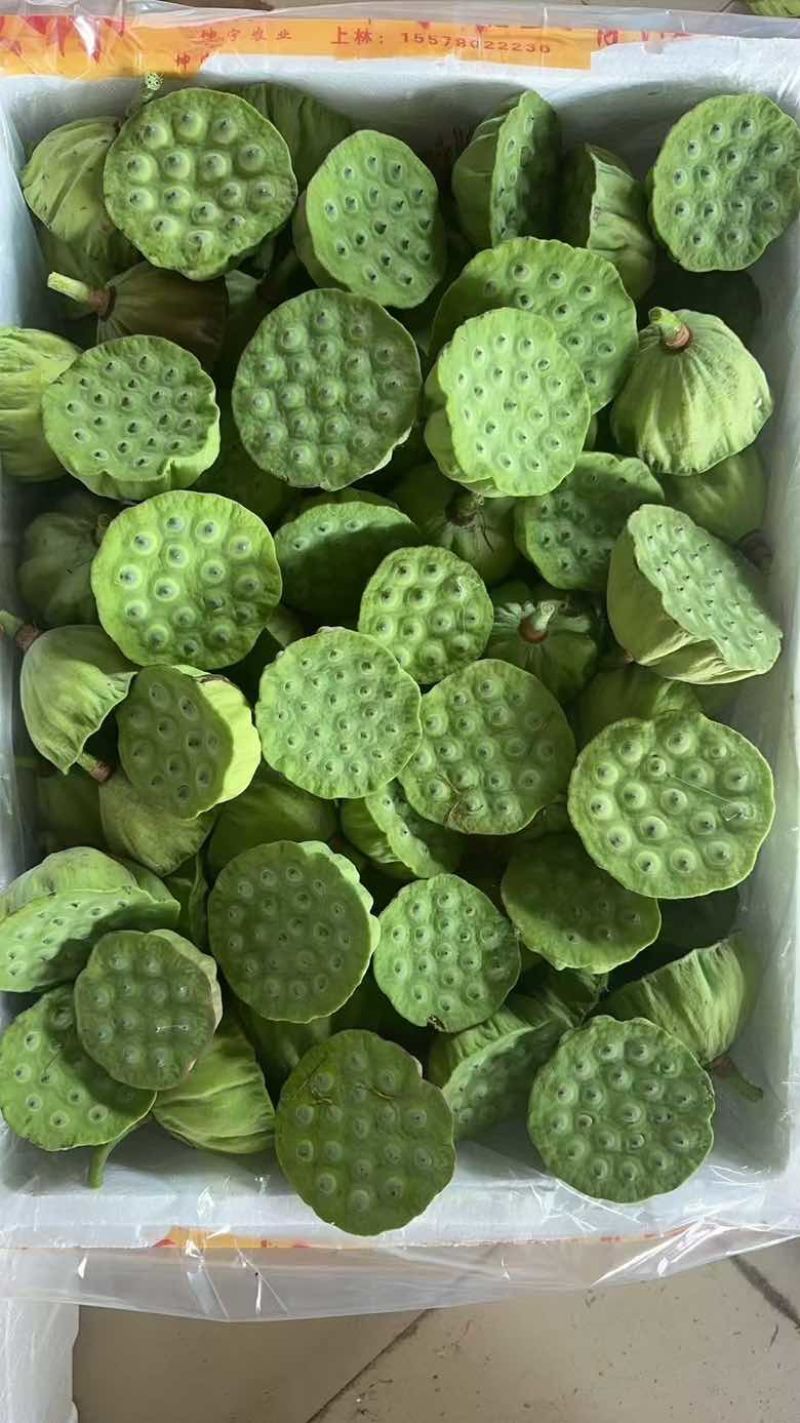 水果莲蓬4/7成熟