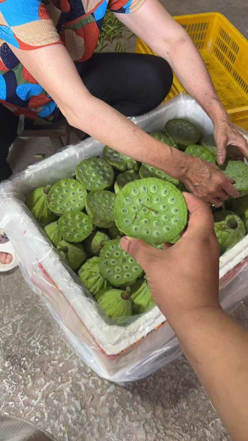 水果莲蓬4/7成熟