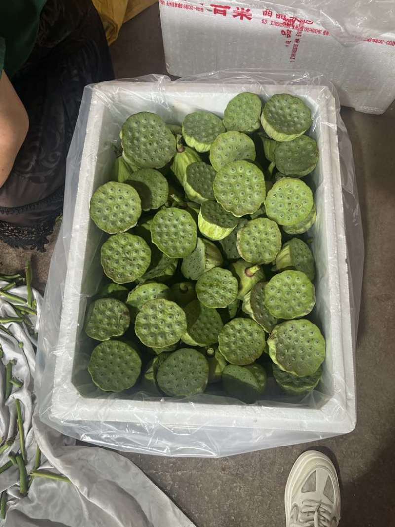 水果莲蓬4/7成熟