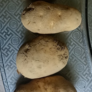 恩施马尔科土豆
