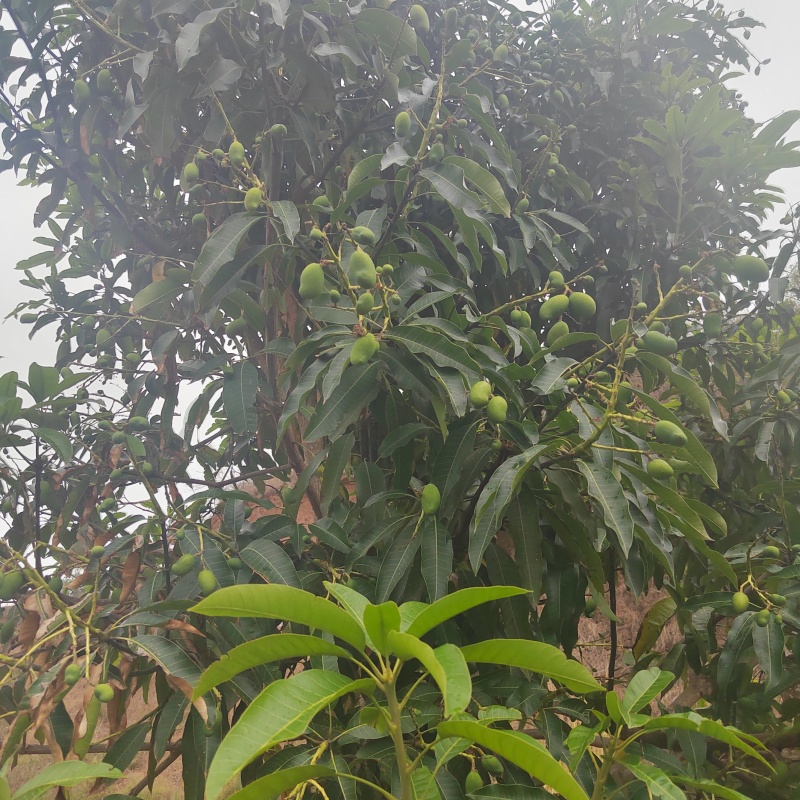 云南农家自种小芒果