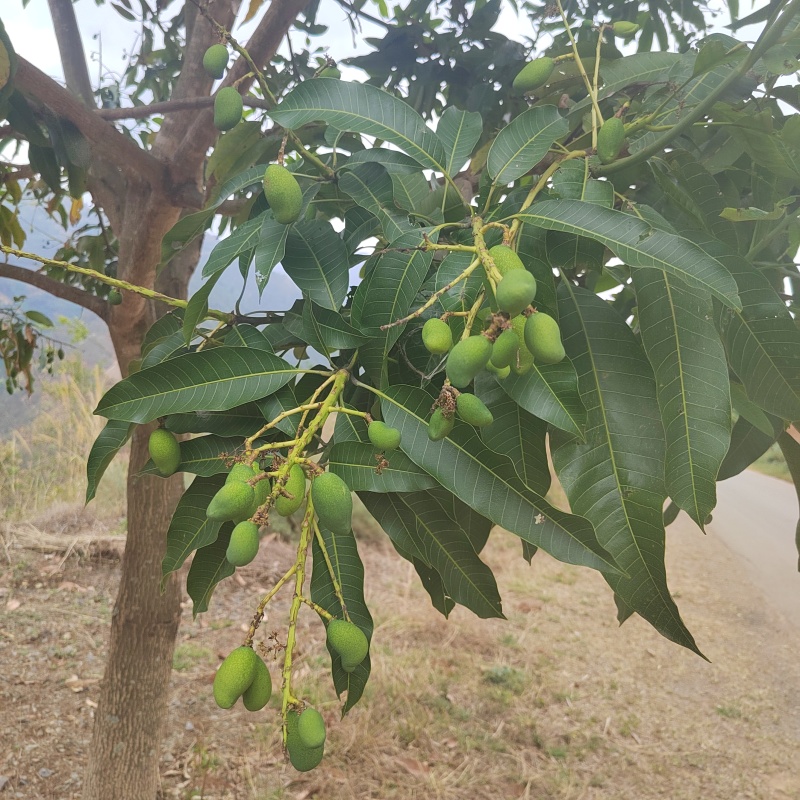 云南农家自种小芒果