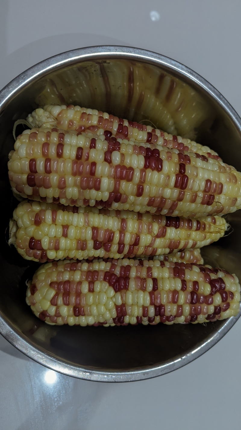 农家花糯玉米