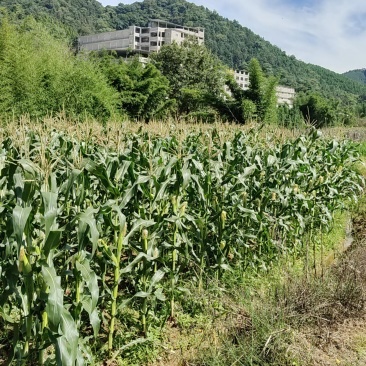 农家花糯玉米
