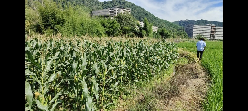 农家花糯玉米