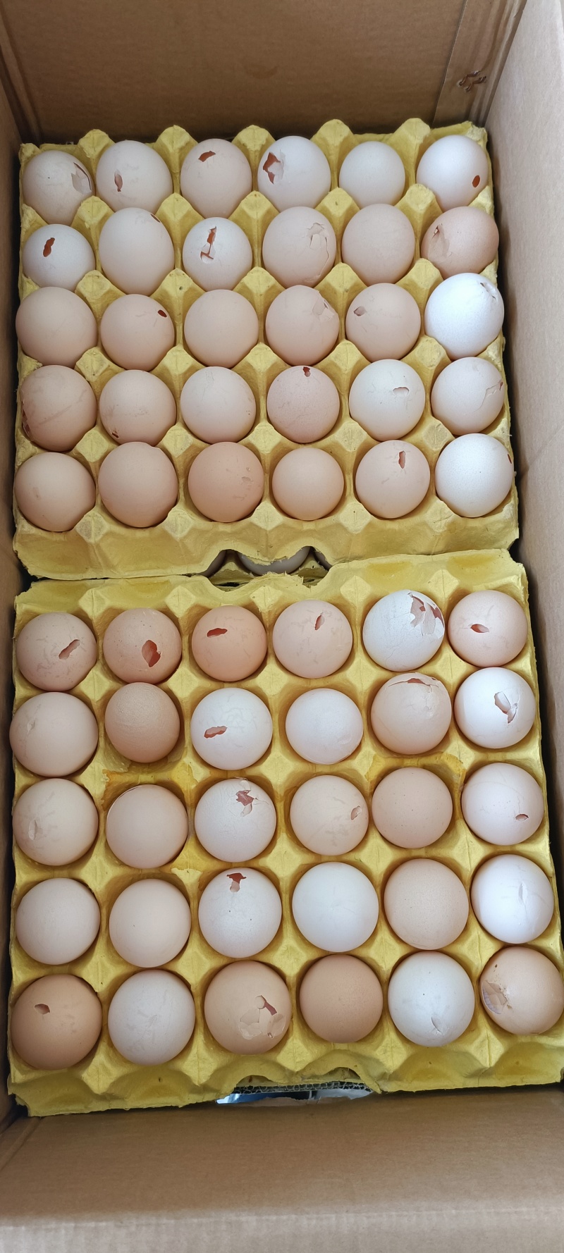 破壳鲜鸡蛋畸形蛋常年供应