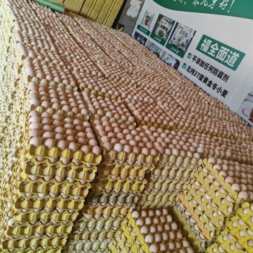 粉壳鸡蛋，大量有货