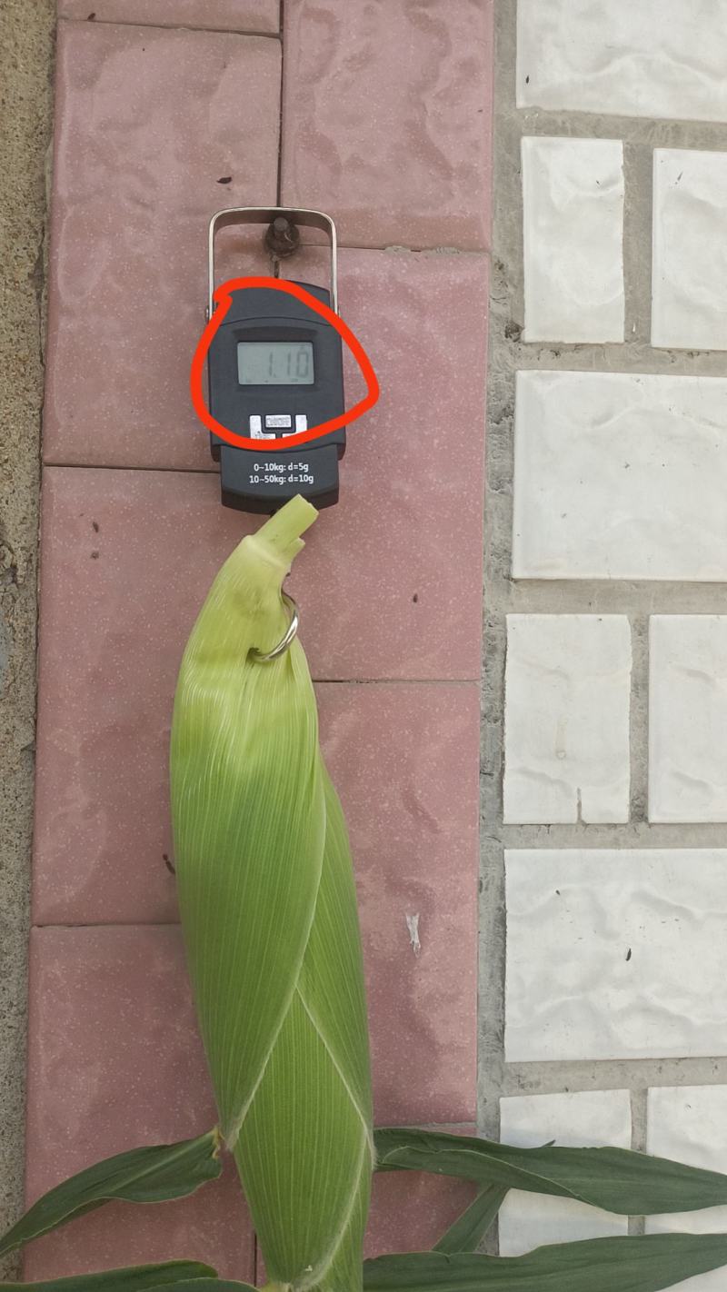 基地生长:(太阳花水果玉米